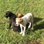 Adorable Labrador X puppies Carousel 5