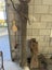 Timber Jack - power poles Carousel 1