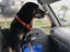 Tasman Pound Dog Baxter is looking for a home Carousel 2