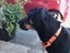 Tasman Pound Dog Baxter is looking for a home Carousel 7