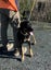 Tasman Pound Dog Baxter is looking for a home Carousel 3
