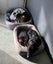 Tasman Pound Dog Baxter is looking for a home Carousel 4