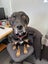 Tasman Pound Dog Baxter is looking for a home Carousel 1