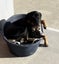 Tasman Pound Dog Baxter is looking for a home Carousel 5