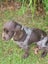 PUREbred Cocker Spaniel "Female" Carousel 2