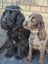PUREbred Cocker Spaniel "Female" Carousel 3