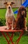 PUREbred Cocker Spaniel "Female" Carousel 4