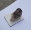 Moorella Smokey quartz - vic Australia Carousel 5