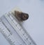 Moorella Smokey quartz - vic Australia Carousel 7