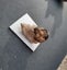 Moorella Smokey quartz - vic Australia Carousel 4
