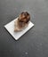 Moorella Smokey quartz - vic Australia Carousel 1