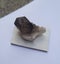 Moorella Smokey quartz - vic Australia Carousel 3