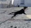 Tasman Pound Dog Baxter is looking for a home Carousel 8
