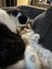 Ragdoll x kittens Carousel 6