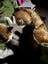 Ragdoll x kittens Carousel 4