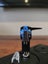 NEW ### Rega Elys 2 cartridge ### Carousel 2