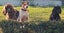 PUREbred Cocker Spaniel "Female" Carousel 6