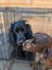 PUREbred Cocker Spaniel "Female" Carousel 7