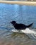 Siberian Husky X Belgian Shepherd Carousel 4