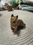 Vintage Wade Alsatian German Shepherd Dog Carousel 4