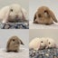 Minilop bunnies Carousel 1