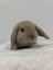 Minilop bunnies Carousel 3
