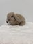 Minilop bunnies Carousel 4