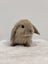Minilop bunnies Carousel 5