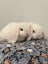Minilop bunnies Carousel 6