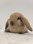 Minilop bunnies Carousel 7