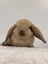 Minilop bunnies Carousel 8
