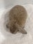 Minilop bunnies Carousel 10