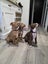Paxton - PUPPY Pound Hounds Rescue Carousel 2