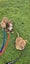 Paxton - PUPPY Pound Hounds Rescue Carousel 4