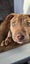 Paxton - PUPPY Pound Hounds Rescue Carousel 8