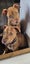 Paxton - PUPPY Pound Hounds Rescue Carousel 14