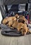 Paxton - PUPPY Pound Hounds Rescue Carousel 16
