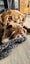 Paxton - PUPPY Pound Hounds Rescue Carousel 17