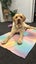 Purebred Labrador Stud Carousel 1