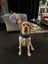 Purebred Labrador Stud Carousel 3