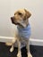 Purebred Labrador Stud Carousel 5