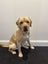 Purebred Labrador Stud Carousel 6