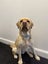 Purebred Labrador Stud Carousel 7