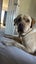 Purebred Labrador Stud Carousel 2