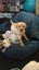 Purebred Labrador Stud Carousel 8