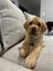 Purebred Labrador Stud Carousel 10