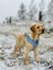 Purebred Labrador Stud Carousel 11