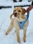 Purebred Labrador Stud Carousel 12