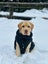 Purebred Labrador Stud Carousel 13