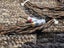 Kimber Kable 2.5m speaker cables Carousel 3